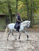 Hongre Pur race Espagnol 11 ans
