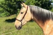 Gelding PRE Pure Spanish Bred For sale 2022 Buckskin