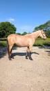 Gelding PRE Pure Spanish Bred For sale 2022 Buckskin