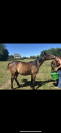 LANZANI HP cavallo trottatore italiano