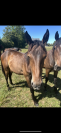 LANZANI HP cavallo trottatore italiano