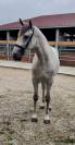 Entire PRE Pure Spanish Bred For sale 2023 Grey