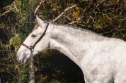 Entire PRE Pure Spanish Bred For sale 2023 Grey