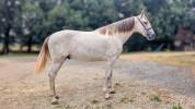 Entire PRE Pure Spanish Bred For sale 2023 Grey