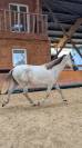 Entire PRE Pure Spanish Bred For sale 2023 Grey