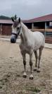 Entire PRE Pure Spanish Bred For sale 2023 Grey