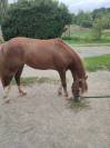 Pouliche wesh part bred 1 an