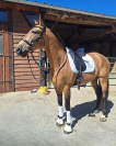 Gelding PRE Pure Spanish Bred For sale 2015 Buckskin