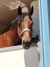 Gelding Selle Français For sale 2018 Bay