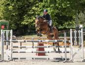 Gelding Selle Français For sale 2018 Bay