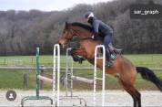 Gelding Selle Français For sale 2018 Bay