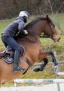 Gelding Selle Français For sale 2018 Bay