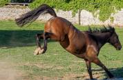 recherche palefrenier