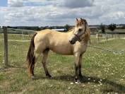 Femelle 3ans 