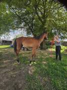 Superbe étalon 1 an CSO