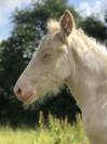 Pouliche OC double crème (homozygote) champagne tobiano