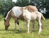 Pouliche OC double crème (homozygote) champagne tobiano
