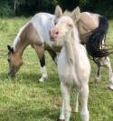 Pouliche OC double crème (homozygote) champagne tobiano