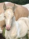 Pouliche OC double crème (homozygote) champagne tobiano