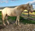Pouliche OC double crème (homozygote) champagne tobiano