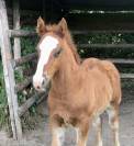Poulain OC de type demi trait, RBP trait léger