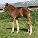 Poulain OC de type demi trait, RBP trait léger
