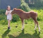 Poulain OC de type demi trait, RBP trait léger