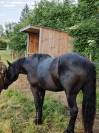 Jument OC Percheron Noir