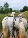 vends paire de percherons
