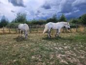 vends paire de percherons