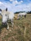 vends paire de percherons