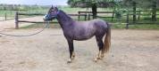 Mam’zelle osnard ponette 3 ans 