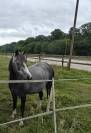 Mam’zelle osnard ponette 3 ans 