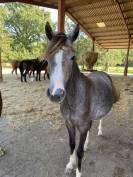 Mam’zelle osnard ponette 3 ans 