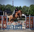 Hongre - Selle Francais- 9 ans - Classé 105/110