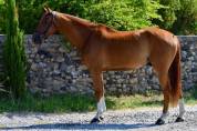 Castrone Sella Francese In vendita 2016 Baio