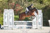 Hongre 4 ans par Bandro Boy