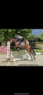 Hongre 4 ans par Bandro Boy
