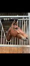 Hongre 4 ans par Bandro Boy