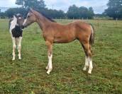 Poulain et pouliche SF