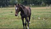 Poulain et pouliche SF