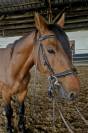Cheval a vendre 