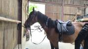 Cheval a vendre 
