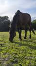 Cheval a vendre 