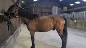 Cheval a vendre 
