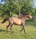 Pouliche Anglo-Arabe 