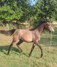 Pouliche Anglo-Arabe 