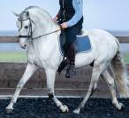 Caballo entero PRE Pura Raza Española En venta 2014 Tordo por REGANON-LP