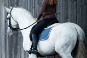 Caballo entero PRE Pura Raza Española En venta 2014 Tordo por REGANON-LP