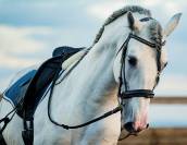 Caballo entero PRE Pura Raza Española En venta 2014 Tordo por REGANON-LP